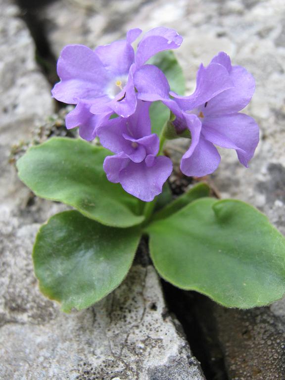 Primula recubariensis / Primula di Recoaro